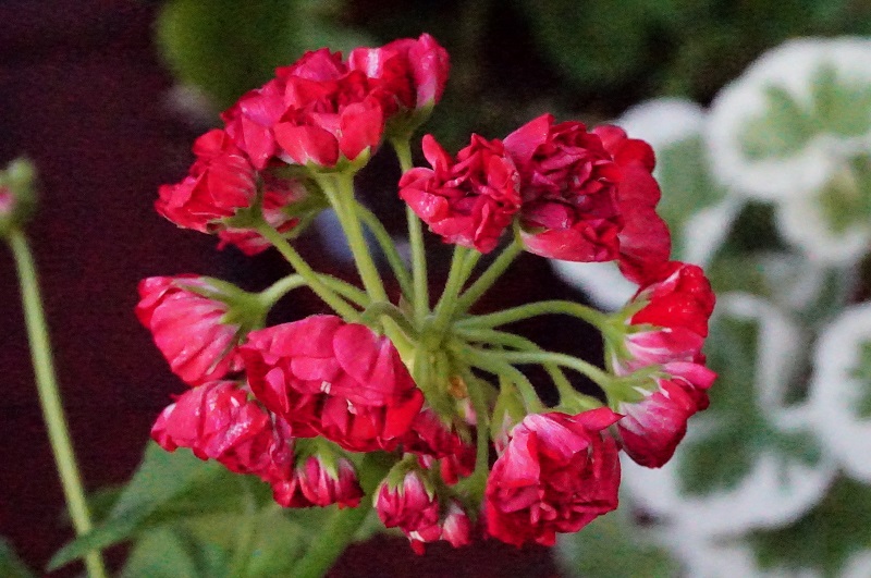 Пеларгония Свет Катя Коцкая