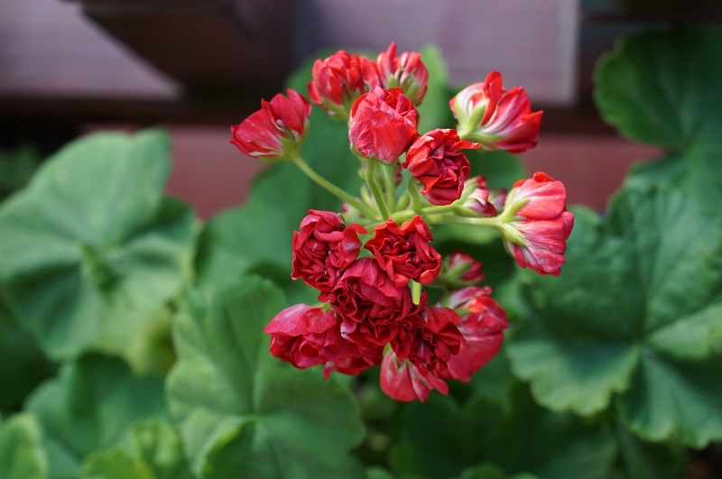 Розебудная мини пеларгония Свет Катя Коцкая