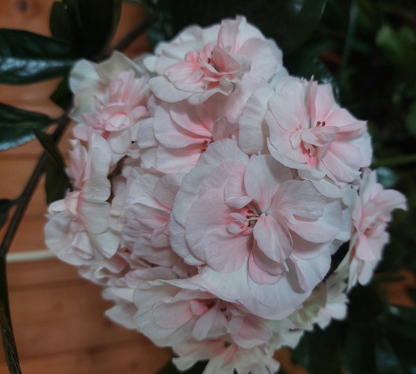 пеларгония  PAC-Salmon Komtess