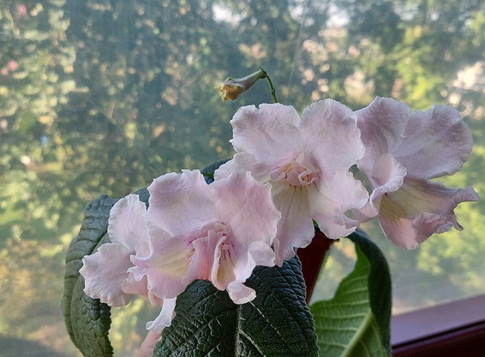 Стрептокарпус Dem-Dusty Rose