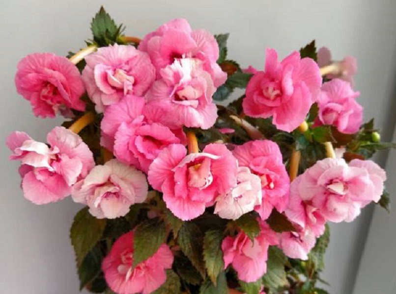 Pink English Rose (2).jpg